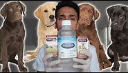 Parvo Treatment at Home for Dogs / Puppies with Parvovirus