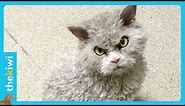 Pompous Albert, the devilish cat