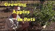 Growing Apple Trees in Pots
