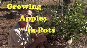 Growing Apple Trees in Pots