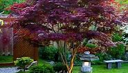 Bloodgood Japanese Maple - PlantingTree