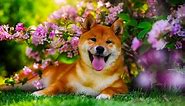 Shiba Inu Colors: Rarest to Most Common