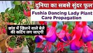 Fuchsia Plant Care & Propagation/ How To Grow Fuchsia From Stem Cutting /How To Care Fuchsia#fuchsia