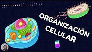 ORGANIZACION CELULAR