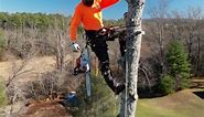 Mr. Jonathan Hensley aggressively taking down a pine tree. All the brush could be free cut, then negative rigged a few logs to get it short enough to drop the rest without hitting the power lines. #treeclimber #treecarebusiness #campjudaea #stihl #climber #treeremoval | Craig's Tree Service