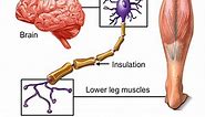 How Nervous System Works Animation - Nerve Conduction Physiology. Central & Peripheral Anatomy Video on Make a GIF