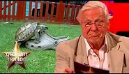 Sir David Attenborough’s Hilarious Voice Over For A Tortoise Trying To Mate With A Shoe