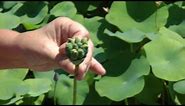 Laura Explains Seed Pods of Lotus Flowers