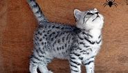 British Shorthair silver tabby kittens join the Secret Service