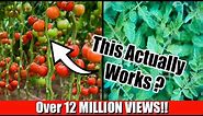 Grow Lots of Tomatoes... Not Leaves // Complete Growing Guide
