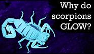 Why Do Scorpions Glow Under Blacklight?