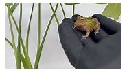Bicolor Fantasy Pac-Man frogs | LLLReptile & Supply