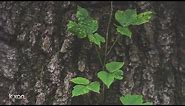 Noticing more poison ivy? Here’s why the plant is spreading in Central Texas