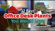 12 Best Office Desk Plants You Will Love 🔥❤️