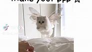 ☆ cute photos to make your pfp | cats ☆ #cats #pfp #cute #photos #foryoupage #foryou #fyp