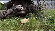 Rare albino Galapagos giant tortoise born at zoo in Switzerland