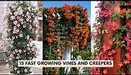 15 Fast Growing Vines and Creepers | Fast growing climbers!
