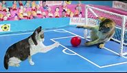 Funny Cat Playing Football - Kitten Play