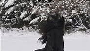 Majestic Black Stallion Friesian Horse Galloping in Snowy Wonderland