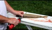 How to fillet a walleye with an electric knife