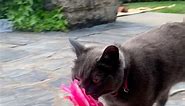 Cat Brings Her New Mom Flowers Every Single Day