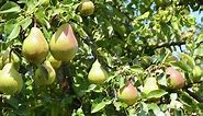 How To Grow A Pear Tree - Bunnings Australia