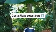 Ever seen Honduran white bats?? | Night Wing Wonders