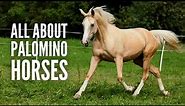Palomino Horses - Everything You Need to Know