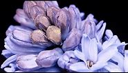 Hyacinth Time-lapse