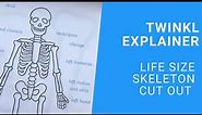 KS2 Science: Life Size Skeleton Cut Out