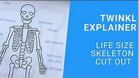 KS2 Science: Life Size Skeleton Cut Out