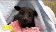 Rescued bat munching on bananas makes us realize that bats are actually sort of cute l GMA Digital