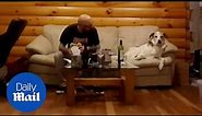 Busted! Dog caught staring longingly at his human's food - Daily Mail