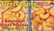 Freeze Drying Fresh Peaches - Batches 638 and J83