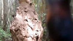 Dangerous Wasp Nest Removal | Biggest Hornet nest