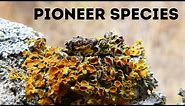 Pioneer species-Stages Primary Succession | Ecology Basics|