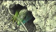 green lizard - zöld gyík - Lacerta viridis