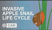 Invasive Apple Snail Life Cycle