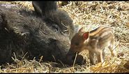 Meet our adorable wild boar piglets