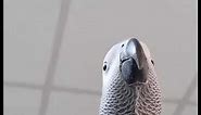 Bird making Samsung notification sounds