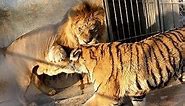 Lion vs Tiger real Fight To Death - Wild Animals Attack