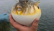 12 Interesting Pufferfish Facts - Fact Animal
