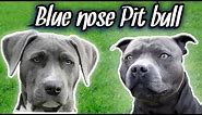 How to know if you have a REAL Blue Nose Pit bull!