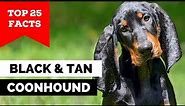 99% of Black and Tan Coonhound Dog Owners Don't Know This