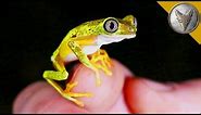 Rarest Frog in the World?