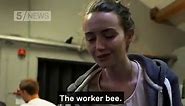Manchester: We Are The Worker Bees