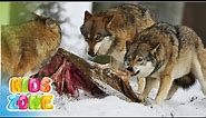 Types of Canidae | List of canines for Kids | species of Canids | Family of True Dogs | Family Canid