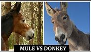 Mule vs donkey sounds. Difference between donkey and mule.