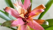 How to Grow and Care for Bromeliads