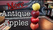 More Antique Apples! - Taste testing four more lesser known apple varieties - Weird Fruit Explorer